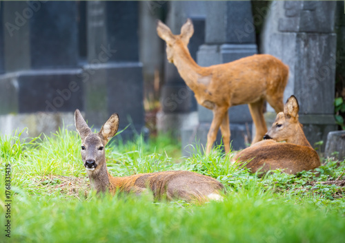young roe deer on viennas zentralfriedhof cementary