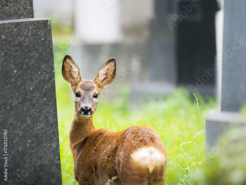 young roe deer on viennas zentralfriedhof cementary