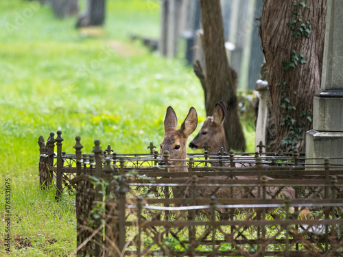 young roe deer on viennas zentralfriedhof cementary