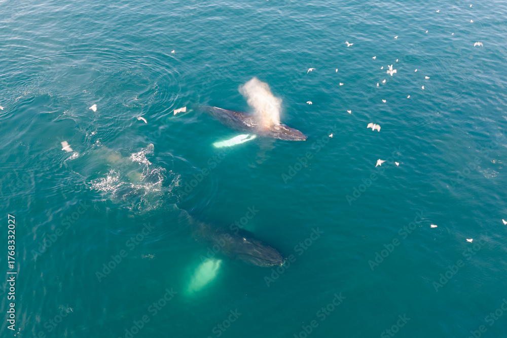 Fototapeta premium A captivating aerial view from a drone shows a majestic humpback whales gracefully swimming through the clear, deep blue ocean