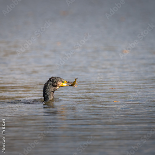 Great cormorant eating carp fish