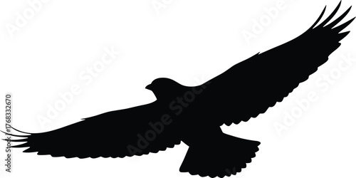 Black silhouette of soaring bird of prey with extended wings and tail feathers in dynamic flight on white background
