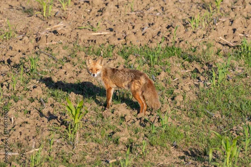 Fototapeta samoprzylepna lis na polu obok pola kukurydzy