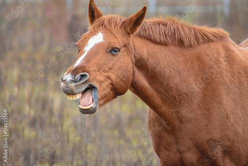 Konstfotografi Brown horse neighing with open mouth and visible teeth