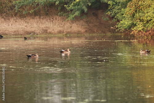 Environment of a Lake