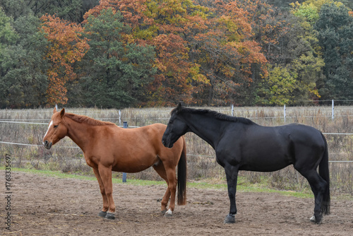 Quadro em tela Brown and black horses standing together in an autumn pasture