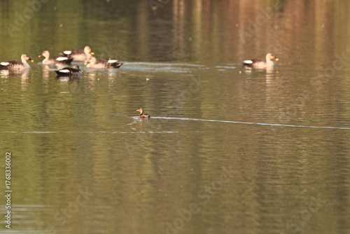 Environment of a Lake