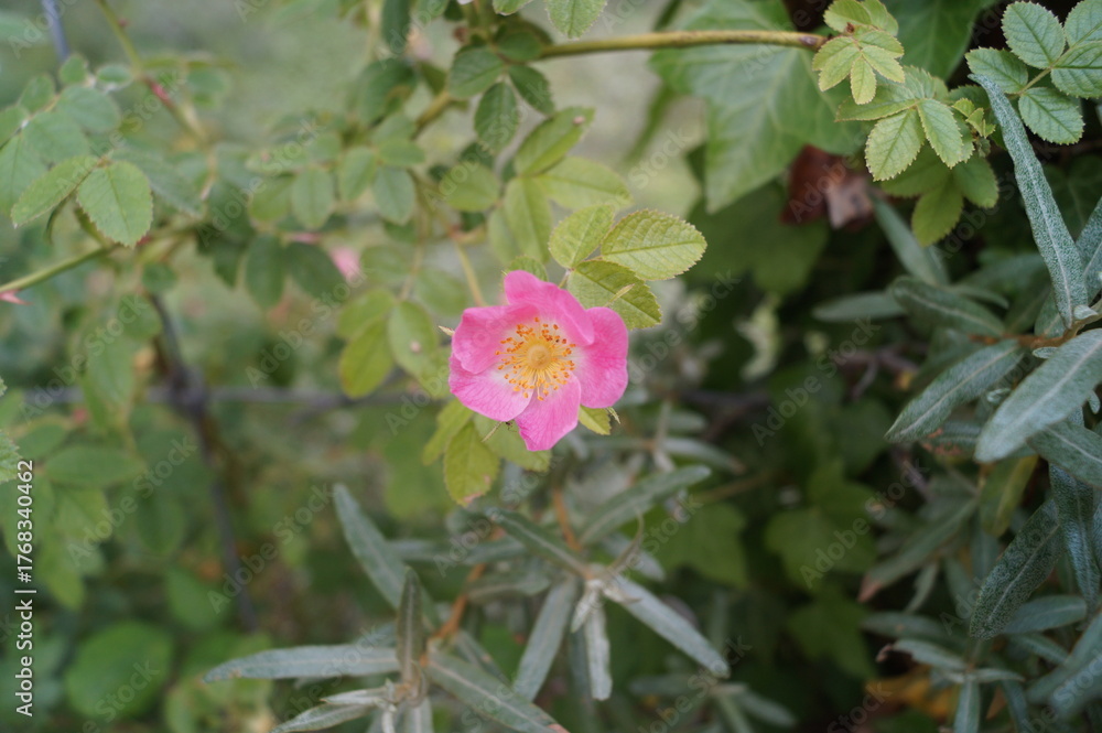 Obraz premium Close-Up of Pink Flower in Forest Natural Wildflower Macro Nature Photography