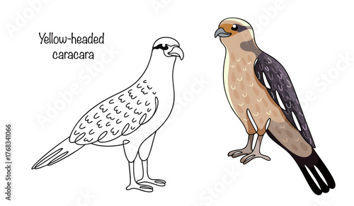 Yellow-headed caracara