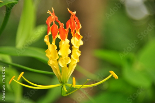 Beautiful Gloriosa Lily blooming in a lush garden during the summer season, showcasing vibrant red and yellow petals