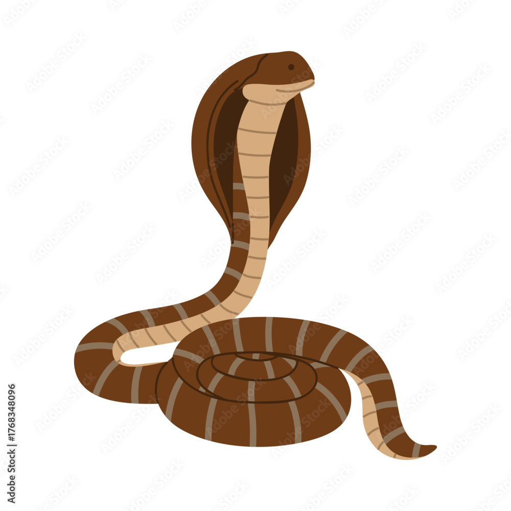 Fototapeta premium Coiled Malaysian cobra snake on white background, isolated and detailed for educational or wildlife use vector illustration