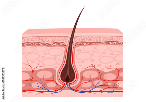 Cross-section of human skin revealing a hair follicle with blood vessels and dermal layers