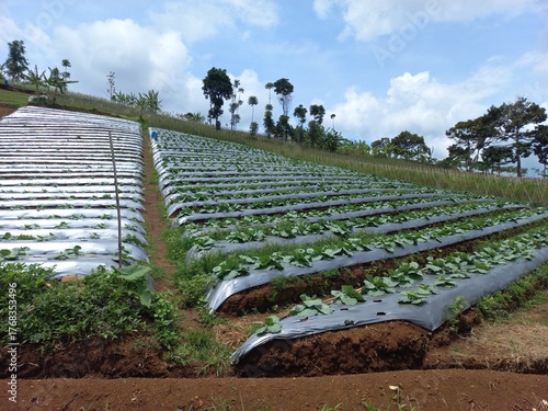 rows of lettuce