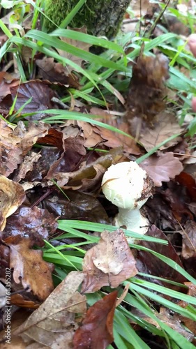 autumn leaves on the ground