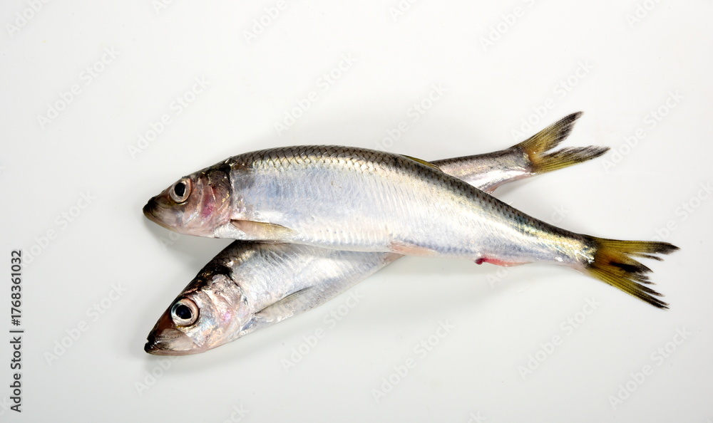 Fototapeta premium Fresh whole Baltic herring Clupea harengus membras on white background