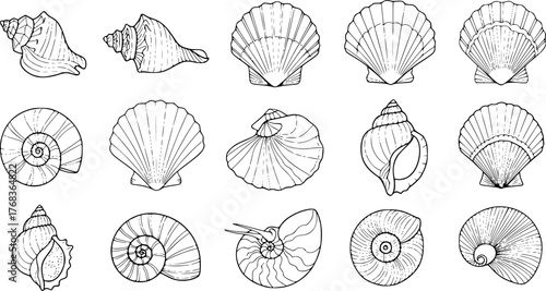 Collection of hand drawn sea shells outlined in black on white background for design
