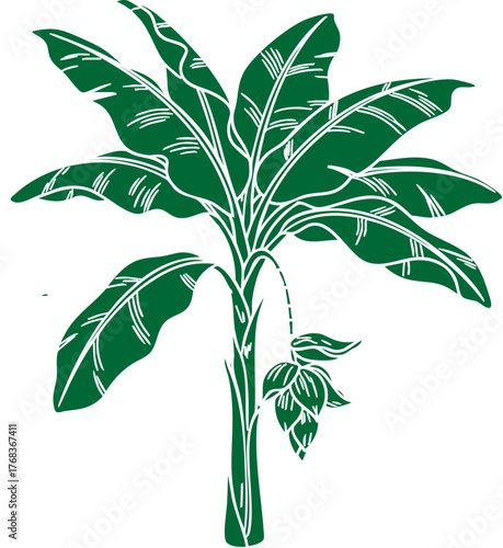 Green Banana Tree Illustration with Large Leaves and Blossom Vector Graphic.