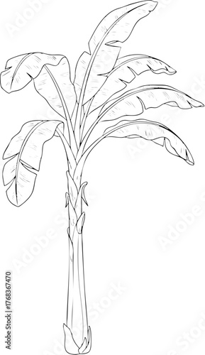 Detailed line art illustration of a tropical banana tree with large leaves.