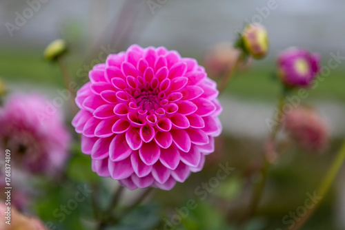 close up of pink dahlia