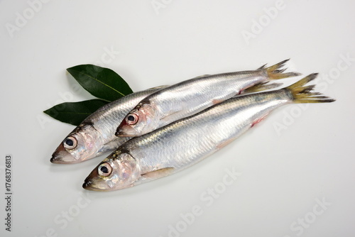 lots of Fresh whole Baltic herring Clupea harengus membras with green leaves on white background