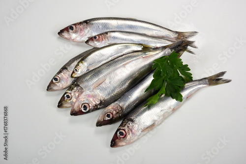 lots of Fresh whole Baltic herring Clupea harengus membras with green leaves on white background