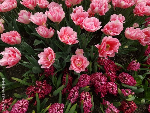 Konstfotografi Des fleurs d'un rose délicat aux bords dentelés et frangés