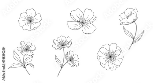 Simple line drawings of various delicate flowers and leaves for artistic design.