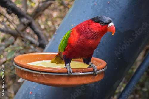 Parrot: The black-capped lory, western black-capped lory, and tricolored lory