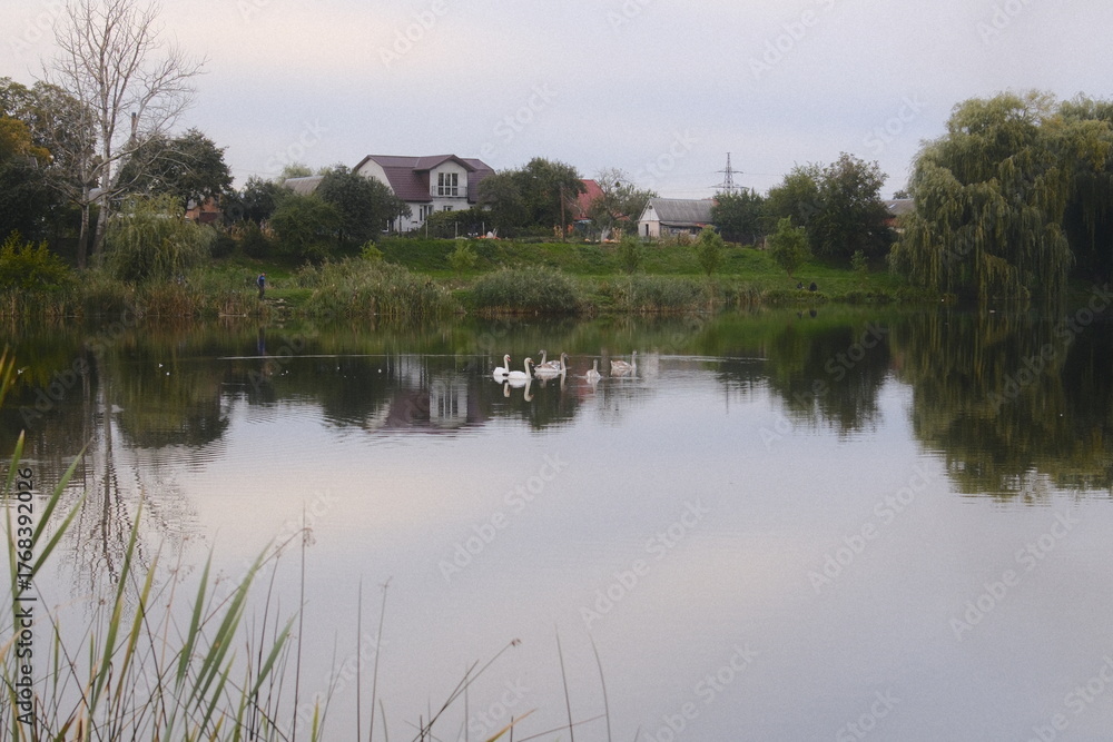 Fototapeta premium Swans swim on a calm lake near houses and trees.
