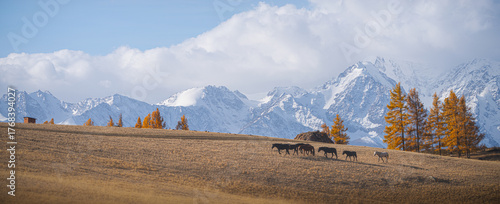 Colorful autumn landscape in Altai mountains with grazing cattle under clear blue skies. Horses graze near the mountains.