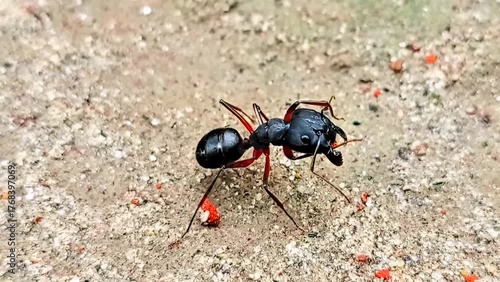 Beautiful macro photo of black ants.