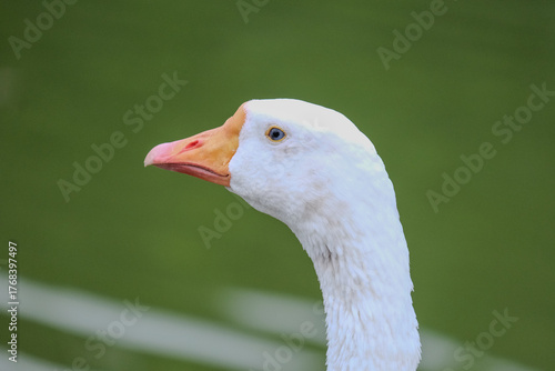 portrait of a goose