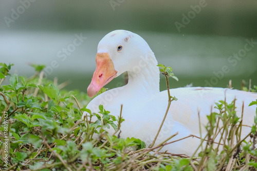 white duck in the grass