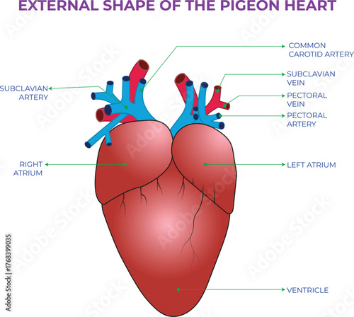 External shape of the pigeon heart