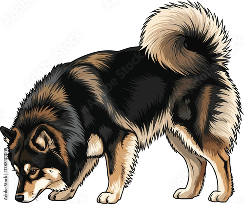 finnish lapphund dog sniffing alert vector illustration