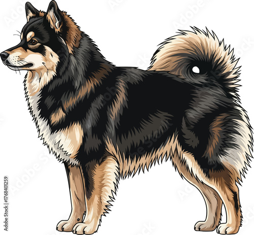 finnish lapphund dog standing side profile view vector illustration