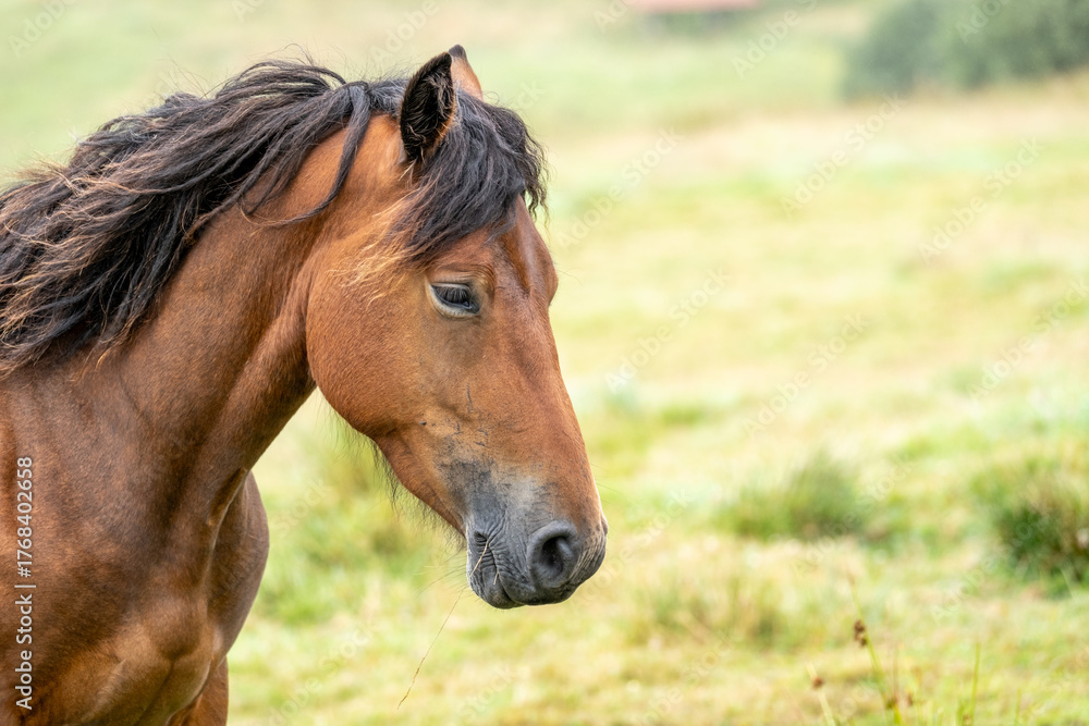 Fototapeta premium Elegance and strength in the thoroughbred horse