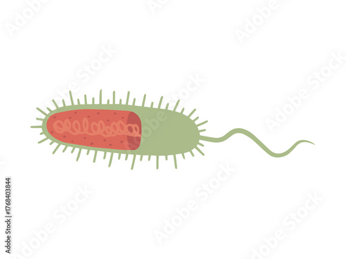 Vibrio Cholerea or Asiatic Cholera

