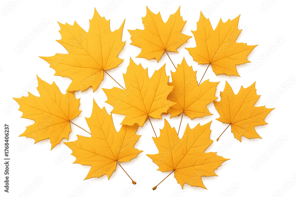 Fototapeta premium Yellow autumn maple leaves scattered on transparent background representing fall season concept