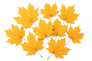 Yellow autumn maple leaves scattered on transparent background representing fall season concept