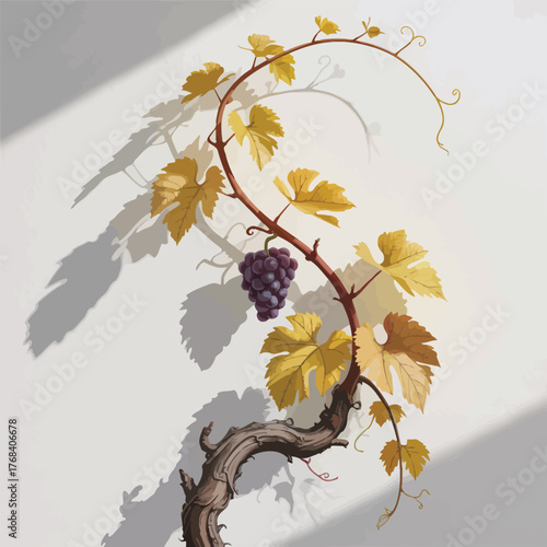 A single ripe grape cluster with yellowing leaves hangs from a vine casting shadows isolated on white background