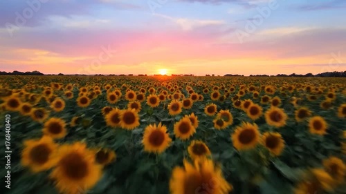 A field of sunflowers basks in the warm glow of a setting sun under a vibrant sky