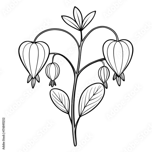  heart dicentra spectabilis line art vector on white background