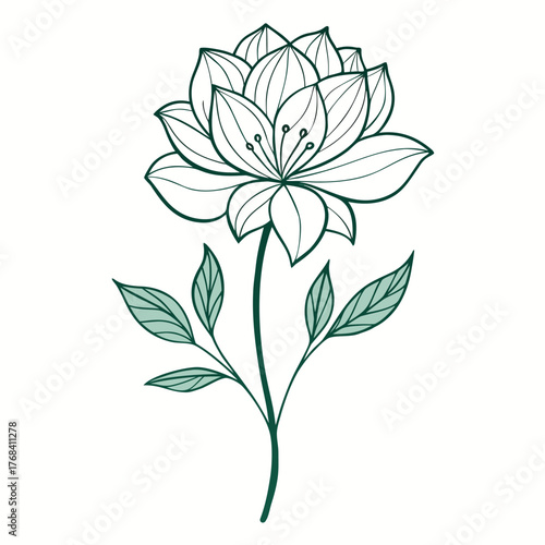  hebe delicate flower line art on white background