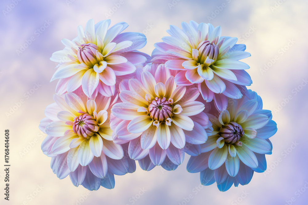 Fototapeta premium A soft, ethereal photograph of dahlia flowers in pastel shades.