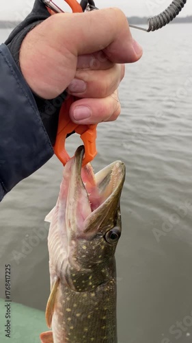Close-up of a fisherman's hand holding an pike with a plastic jaw grip against the backdrop of a lake water in autumn