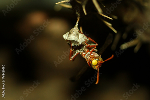 A single yellow hornet hanging upside down on nests looking at camera with blurry background on horizontal orientation