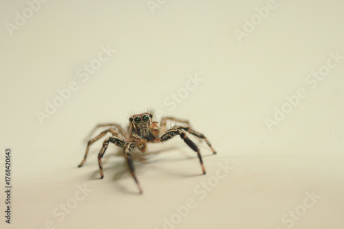 A small brown male jumping spider looking attentively on camera on clean brown background on horizontal orientation