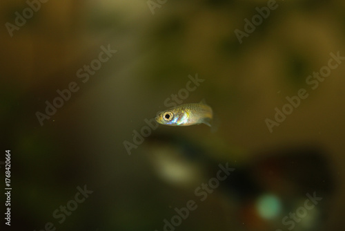 A single small guppy fry with visible eye swimming on dark background on horizontal orientation