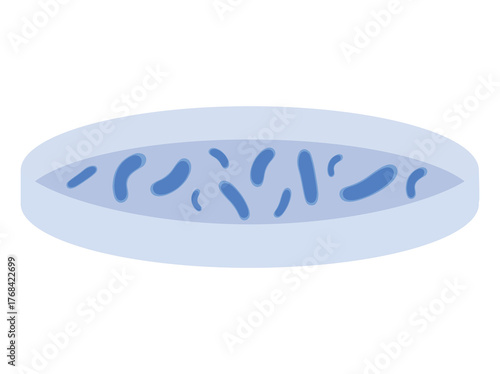 Lactobacillus Plantarum Illustration
